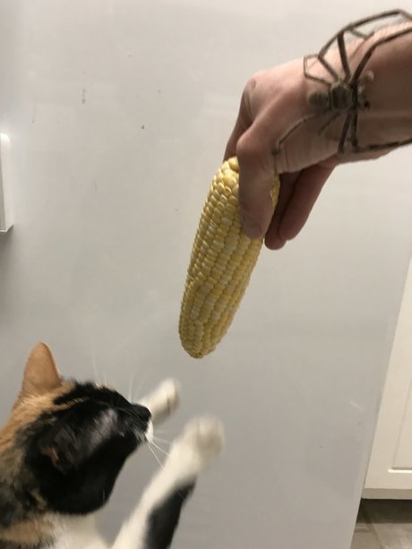 Nokittymycreamedcorn