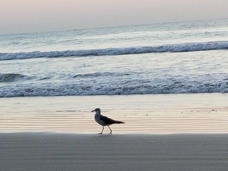 Rick Bear  Pup Dancer