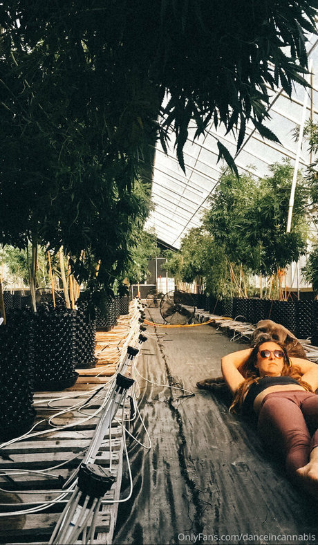 Danceincannabis